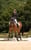 Annuncio cavallo