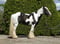 Horse ad