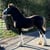 Annuncio cavallo