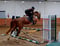 Annuncio cavallo