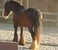 Annuncio cavallo