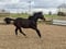 Ogłoszenie konia