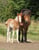 Horse ad