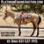 Horse ad