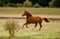 Annuncio cavallo