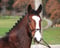 Horse ad