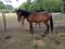 Annonce cheval