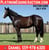 Horse ad
