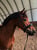 Horse ad