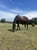 Horse ad