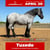 Paardadvertentie