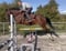 Annuncio cavallo