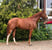 Horse ad