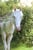 Horse ad
