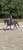 Annuncio cavallo