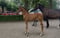 Annuncio cavallo