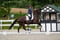 Annuncio cavallo