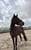 Horse ad