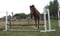 Horse ad