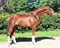 Annuncio cavallo