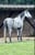 Annonce cheval