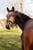 Horse ad