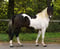 Annuncio cavallo