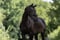Annuncio cavallo