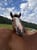 Horse ad