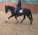 Horse ad