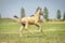 Horse ad