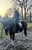 Annuncio cavallo