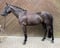 Annuncio cavallo
