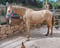 Horse ad