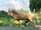 Horse ad
