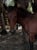 Annuncio cavallo