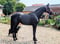 Horse ad