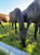 Annuncio cavallo