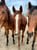 Anuncio de caballos