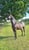 Horse ad