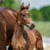 Horse ad