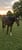 Annuncio cavallo