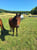 Annuncio cavallo
