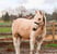 Annonce cheval