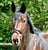 Horse ad