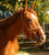 Annuncio cavallo
