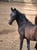 Horse ad
