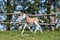 Horse ad
