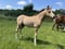 Annuncio cavallo