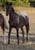 Annuncio cavallo